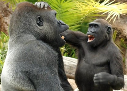 Un joven gorila bromea con otro, en una imagen cedida por el Instituto Max Planck.