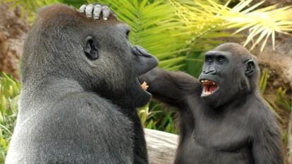 Un joven gorila bromea con otro, en una imagen cedida por el Instituto Max Planck.