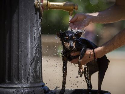 Un gos és protegit de la calor en una font de Barcelona.