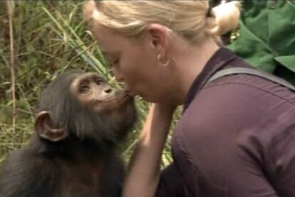 Charlize Theron, con un chimpancé en Congo.