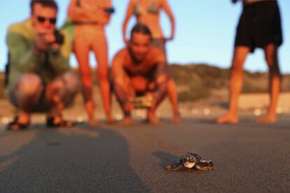 Varios curiosos observan a una pequeña tortuga que intenta llegar al mar Mediterráneo, en la playa Lara de Chipre.