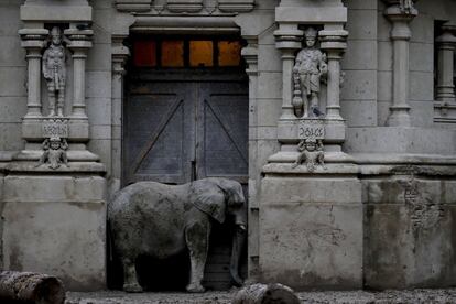 Pupy, un elefante africano, parado en la entrada del edificio donde vive.