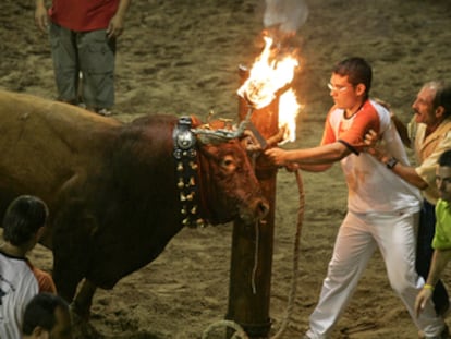 Un <i>bou embolat</i> (toro embolado) en la La Plana Baixa (Castellón), en noviembre pasado.