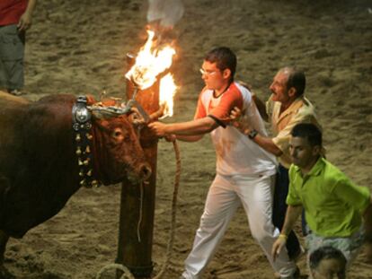 Un <i>bou embolat</i> (toro embolado) en la La Plana Baixa (Castellón), en noviembre pasado.