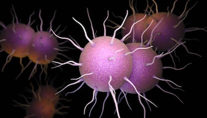 Imagen microscópica de la 'Neisseria gonorrhhoeae', la bacteria causante de la gonorrea.
