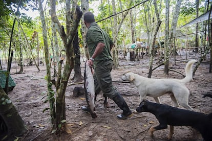 Los guerrilleros aprovechan la cercanía de varios ríos para pescar y luego cocinar los alimentos. En el campamento central del Bloque Sur hay decenas de animales.