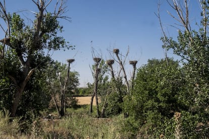 Colonia de nidos de cigüeñas sobre el canal del Manzanares a la altura de la M-50.