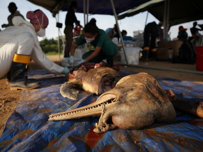 Investigadores del Instituto Mamiraua analizan un cadáver de delfín en el Amazonas el 1 de octubre 2023.