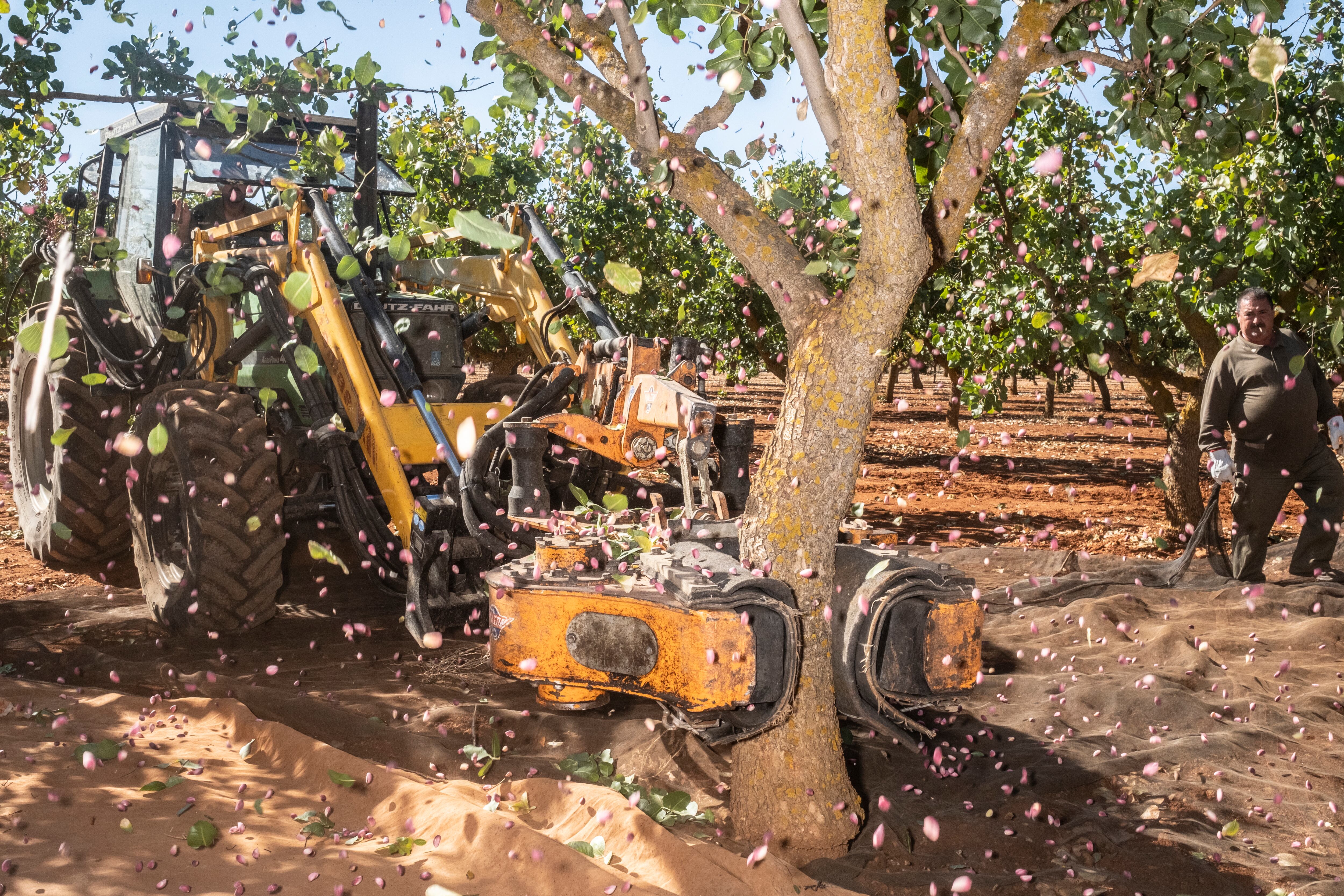 Una máquina vibradora agita un árbol para recolectar los pistachos en el Centro de Investigación Agroambiental El Chaparrillo, en Ciudad Real.