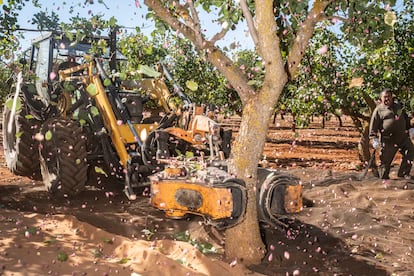 Una máquina vibradora agita un árbol para recolectar los pistachos en el Centro de Investigación Agroambiental El Chaparrillo, en Ciudad Real.