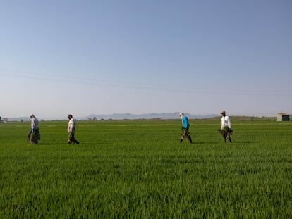 Cuatro cosechadores caminan por un campo de arroz en busca de malas hierbas en El Perellonet, Valencia, el 14 de julio de 2022.