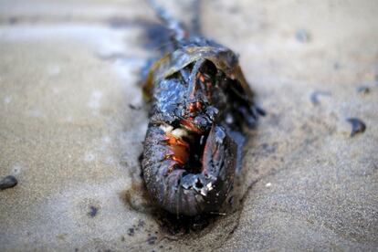 Un langostino cubierto de petróleo sobre la arena de la playa Refugio, en Santa Bárbara, California.