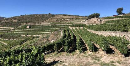 Viñedo de la bodega de Rafael Palacios.