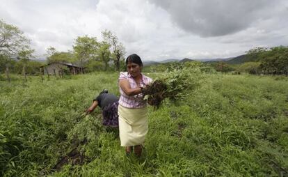 Paula Elvira Estrada, productora de la Comunidad El Volcán, recolecta material verde para la elaboración de composta en Las Lomas, Aguas Calientes.