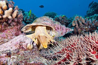 Una charonia tritonis atacando a una estrella de mar que se alimenta de coral vivo y está cubierta de afiladas espinas, cerca de la costa Kihei (Hawái), el 4 de abril de 2017.