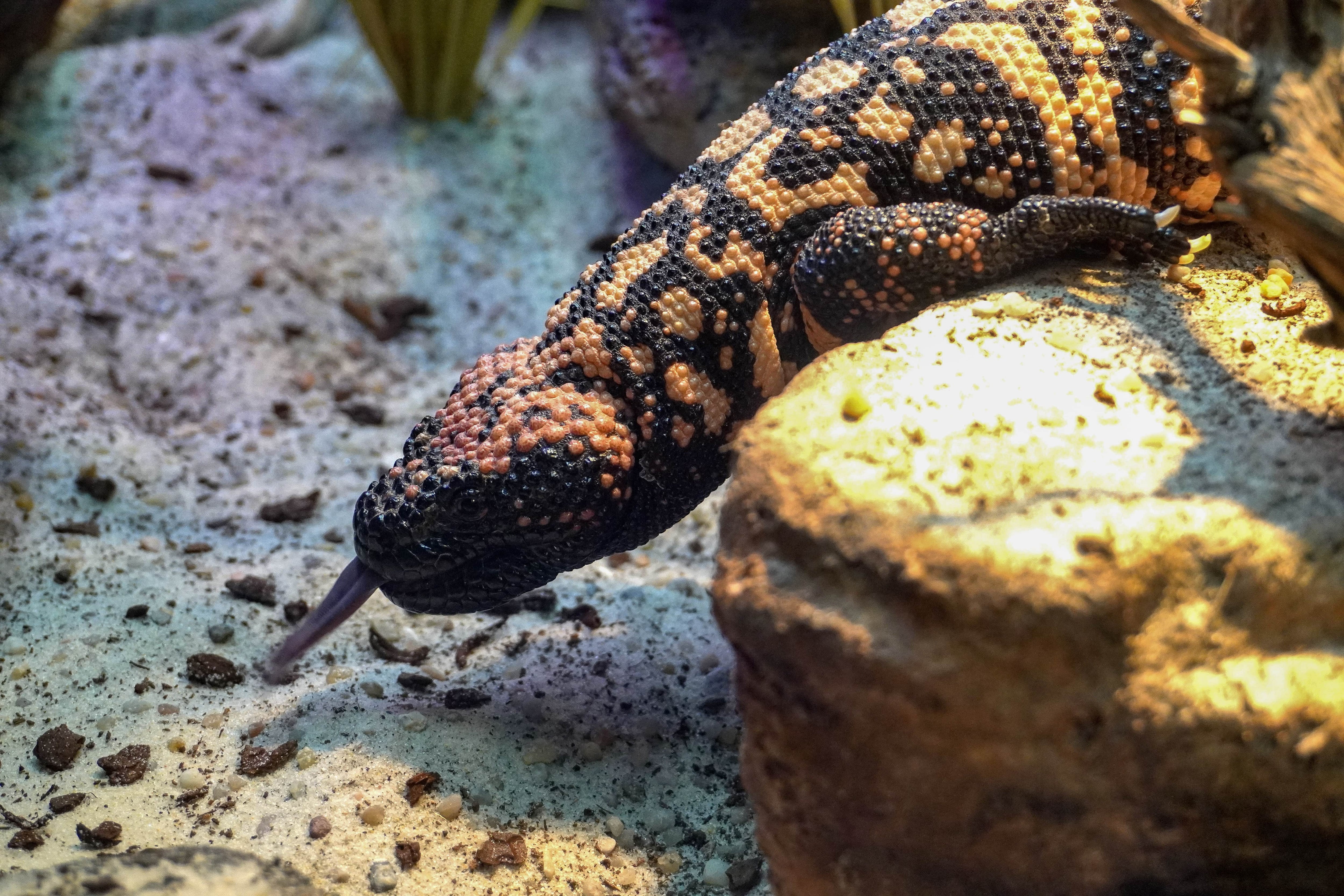 En la imagen, un monstruo de Gila. El Bioparc Acuario de Gijón ha inaugurado recientemente la exposición 'Veneno Naturaleza Letal'.