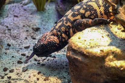 En la imagen, un monstruo de Gila. El Bioparc Acuario de Gijón ha inaugurado recientemente la exposición 'Veneno Naturaleza Letal'.
