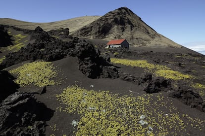 El 14 de noviembre de 1963 emergió a la superficie una isla formada a partir de una erupción volcánica iniciada a 130 metros por debajo del nivel del mar. La isla de Surt, a unos 32 kilómetros al sur de Islandia, es un laboratorio natural para investigar cómo la vida ha ido colonizando una porción de tierra estéril.