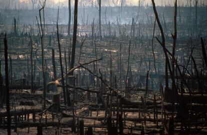 Destrucción voluntaria de la selva virgen del Amazonas por fuego para crear áreas para la cría de ganado en Brasil en una imagen de 2017.