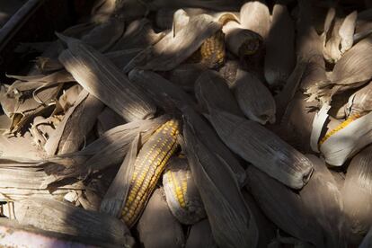Maiz cultivado en la propiedad de Ramona Bustamante, en la provincia de Cordoba, Argentina.