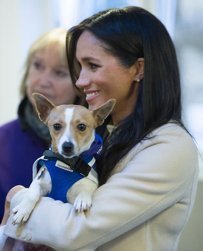 Harry, Meghan y sus perros “de apoyo emocional. ”Cuando Meghan se mudó al Reino Unido, se llevó a su beagle, Guy, con ella y dejó a su otro perro, Bogart, con unos amigos en Canadá. Posteriormente, Meghan y el príncipe Harry adoptaron un labrador negro, Pula, llamado así por la moneda de Botsuana, donde habían pasado un tiempo antes de su compromiso oficial. Después de mudarse a California, adoptaron un beagle rescatado de 7 años llamado Mamma Mia. En 2022, durante una charla online sobre niños con enfermedades, Harry habló sobre el apoyo que supone tener perros en la familia: "Te digo una cosa, todos necesitamos un perro que nos mantenga tranquilos. Ahora tengo tres en esta casa. Así que básicamente tenemos cinco hijos”. Continuó: "Tengo un labrador negro llamado Pula, un beagle rescatado llamado Guy. Y tenemos otro beagle rescatado llamado Mia. Y entre los tres, corren por ahí persiguiendo ardillas y causándonos todo tipo de problemas todos los días. Pero también son perros de apoyo emocional al 100% cuando se portan bien".
