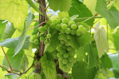 ¿Helado de uva? No, de Albariño