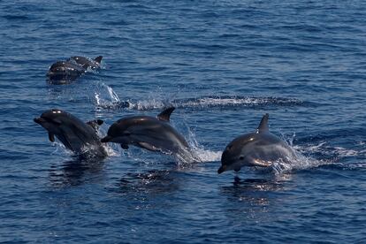 Un grupo de delfines en el mar Tirreno.