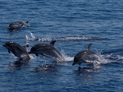 Un grupo de delfines en el mar Tirreno.