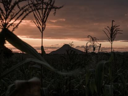 El paisaje de Niassa se caracteriza por las grandes extensiones de bosque, los campos de cultivo de maíz y girasol, algunos macizos rocosos dispersos que alcanzan los 1.000 metros de altitud, y en la actualidad, también por las hileras de pinos y eucaliptos cuidadosamente alineadas.

