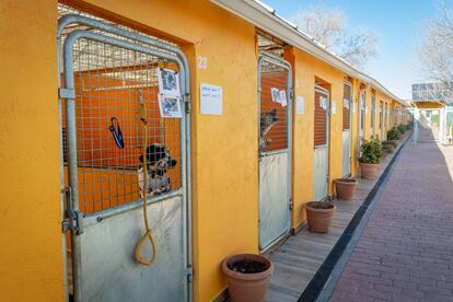 Protectora de animales ALBA, en Camarma de Esteruelas (Madrid), donde atienden más de mil animales al año.
