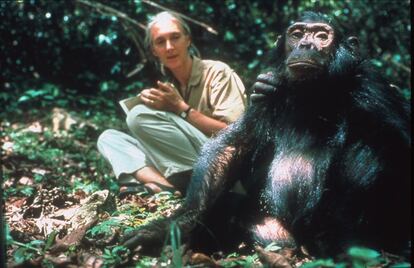 Cena do documentário 'National Geographic: Jane Goodall regressa a Gombe', que recolhe imagens da pioneira primatóloga com os chimpanzés nos anos 60.