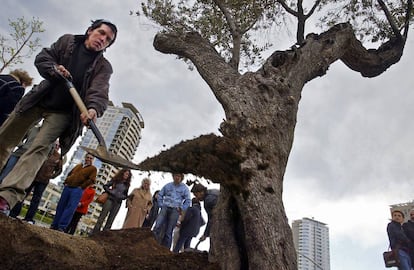 Plantada de dos olivos en el parque de Diagonal Mar de Barcelona, en memoria de los 30.000 desaparecidos durante la dictadura argentina, en 2005.