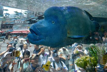 Un pez Napoleón, traído desde la isla japonesa de Okinawa, nada junto a otros peces tropicales en un tanque de agua preparado para la exposición Sony Aquarium 2017, en Tokio (Japón).