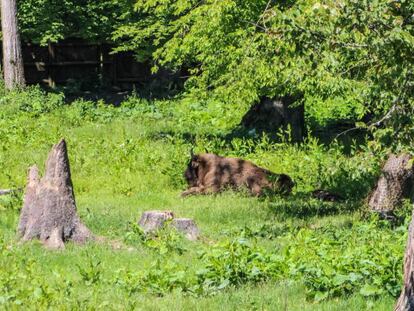 Un bisonte en el bosque de Bialowieza, en Polonia, el pasado 15 de junio.