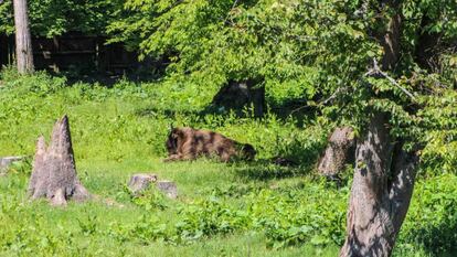 Un bisonte en el bosque de Bialowieza, en Polonia, el pasado 15 de junio.