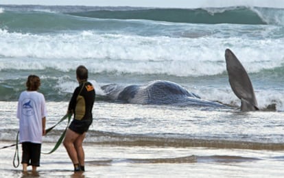 El cadáver de un ejemplar juvenil de cachalote varado en la playa de Zarautz