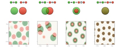 Imagen adaptada del trabajo de Carles Falcó y otros en 'A local continuum model of cell-cell adhesion' (2023)