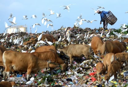 Vertedero de basura en Denpasar en la isla turística de Bali. La economía de Indonesia ha crecido a alrededor de seis por ciento en los últimos años, pero se ha remitido durante los últimos 12 meses debido a la desaceleración de la demanda para las exportaciones.