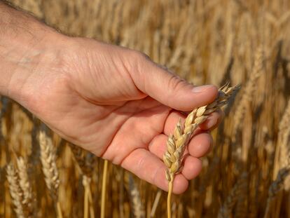 La Innovación como motor clave para el futuro de la agricultura