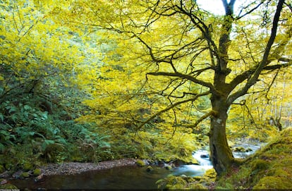 El bosque de Muniellos es el mayor robledal de España y uno de los mejor conservados de Europa.