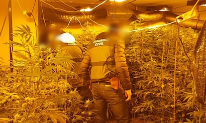 Imagen de la operación de la Guardia Civil en Alicante en la que los agentes han desarticulado una banda dedicada al cultivo de marihuana.
