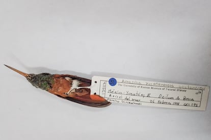 Amazilia yucatanensis