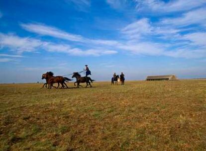Doma de caballos nonios en el parque nacional de Hortobagy en la Puszta, la gran planicie que ocupa más de la mitad del territorio de Hungría.