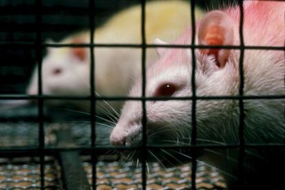 Una pareja de ratas de laboratorio.