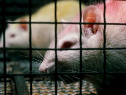 Una pareja de ratas de laboratorio.