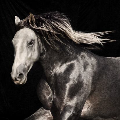 'Químico FS', de la yeguada abulense Arroyomonte, es un potro de cuatro años de capa torda. Los caballos de esta capa tienen pelos y crines de colores grises y plateados cuando son jóvenes y se tornan blancos según avanzan en edad. Algunos mantienen algo de gris en su capa o en las crines, mientras que otros se quedan completamente blancos con los años (aunque no se habla de caballos blancos, siempre de caballos tordos).