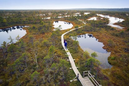 La <a href="https://baltictrails.eu/en" target="_blank">Baltic Coastal Hiking</a> sigue la costa oriental de este mar casi sin mareas, uniendo dos capitales bálticas, Riga (Letonia) y Tallin (Estonia), cuyos centros históricos han sido declarados patrimonio mundial por la Unesco. Además, desde el 2021 se está extendiendo por la costa lituana. Por el norte, en el tramo estonio, la costa es rocosa y recortada, pero en el sur se suaviza, hasta llegar al increíble istmo de Curlandia, un arenal curvado de casi 100 kilómetros que separa una laguna y el mar. Por el camino se pasa por pueblos de pescadores, por un antiguo asentamiento soviético hoy cerrado y por la parte costera del parque nacional de Ķemeri. La ruta forma parte del Sendero Europeo de Gran Recorrido E9, y quien tenga ganas de más siempre puede seguir por el litoral del mar Báltico, del mar del Norte y del Atlántico hasta el final del recorrido, en el cabo de San Vicente (Portugal). Hay que tomarse su tiempo si se quiere hacer al completo: son 1.390 kilómetros partiendo de Nida, en Lituania, y concluyendo en Tallin.