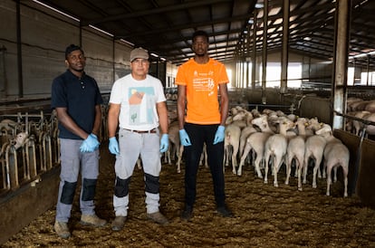 Benjamín Gutiérrez, encargado en una finca ganadera de Moral de Calatrava (Ciudad Real), con los malienses Moriba Diara y Sory Diakite.