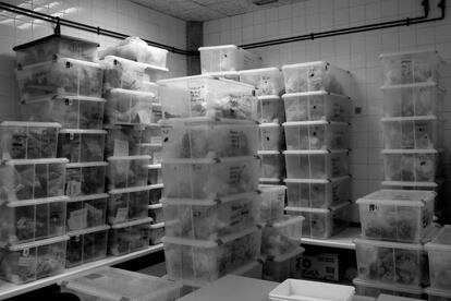 Madrid, 2004. Sala del Laboratorio de la Comisión Docente de Antropología del Departamento de Biología de la Universidad Autónoma de Madrid donde se encuentran las cajas que contienen los restos de las 81 personas exhumadas de una fosa común en Magallón (Zaragoza), preparadas para su devolución a sus familiares y posterior inhumación.