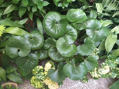 Boinas de vasco cultivadas por José Manuel Corujo en el patio familiar.